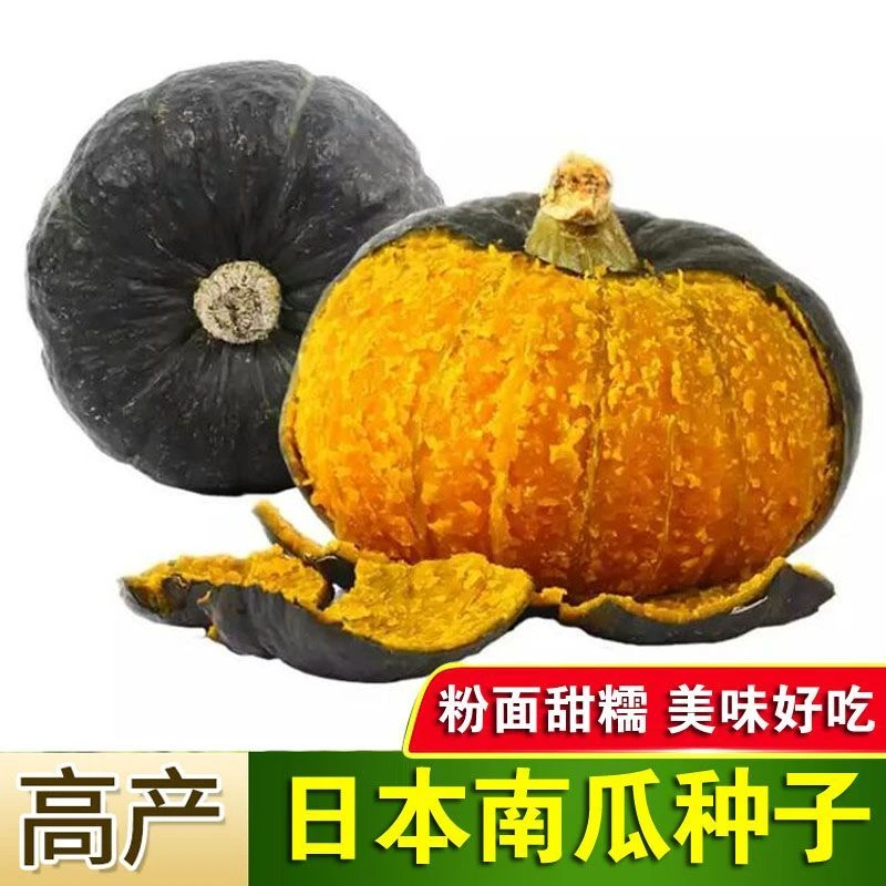 （新客立减）日本南瓜种子甜面黑色疙瘩瓜种籽甘粉肉厚爬藤四季瓜果