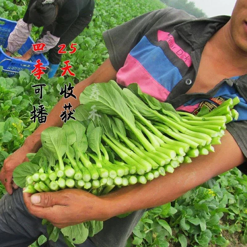 速生25天四季菜心种子四九甜脆菜心耐热农家青菜苔