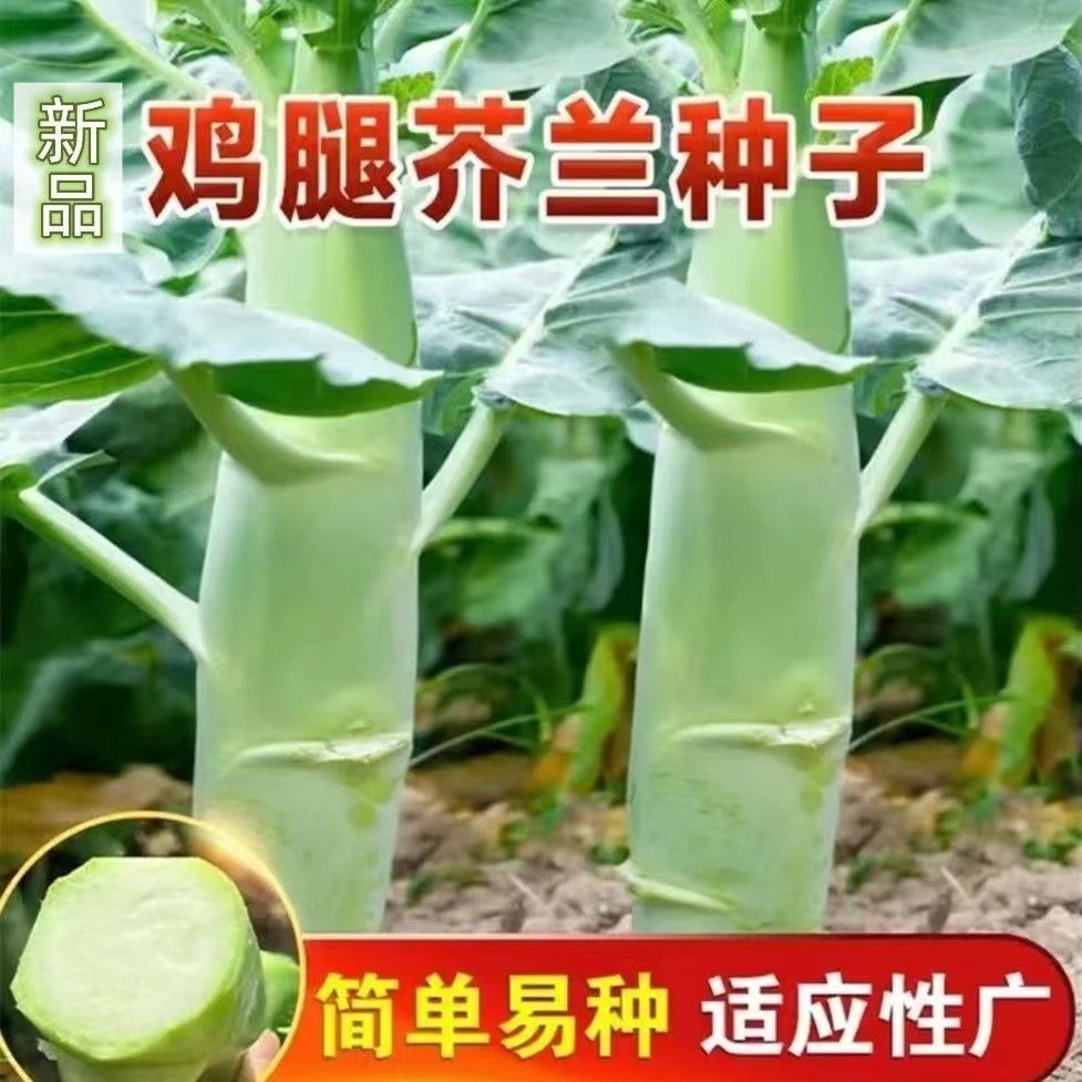 （新客立减）新鲜正品鸡腿芥兰种子食用芥兰菜四季阳台芥蓝籽蔬菜