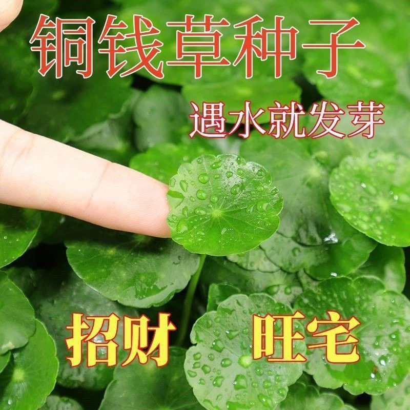 四季盆栽水培铜钱草种子室内趣味心形草金钱草籽防辐射绿植马蹄金
