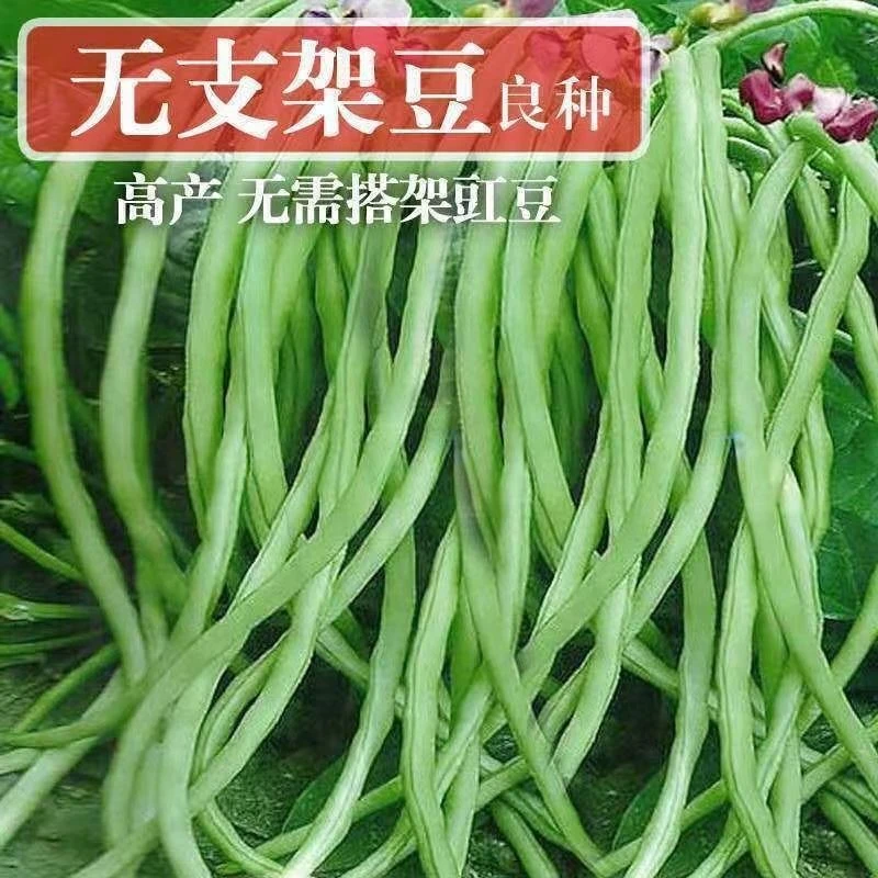 （新客立减）无架长豆角种子早豇豆四季豆蔬菜籽菜种子荚实多无架豆