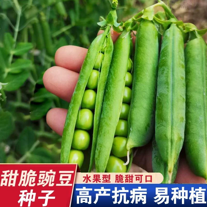 (新客立减)甜脆青豌豆种子菜豌豆种籽老品种耐寒高产豌豆籽荷兰豆