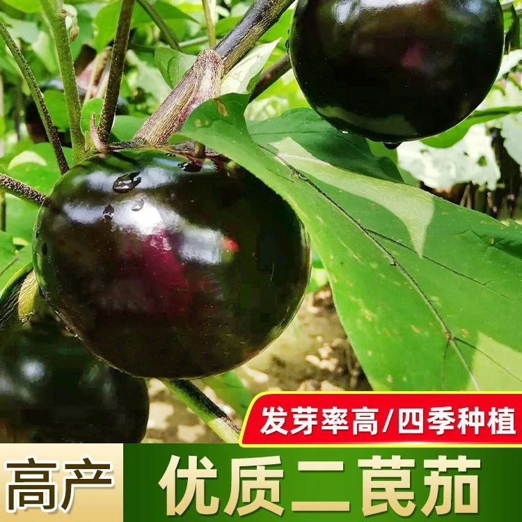 （新客立减）早熟快黑圆茄子种子黑圆茄特大紫黑圆茄四季种籽蔬菜
