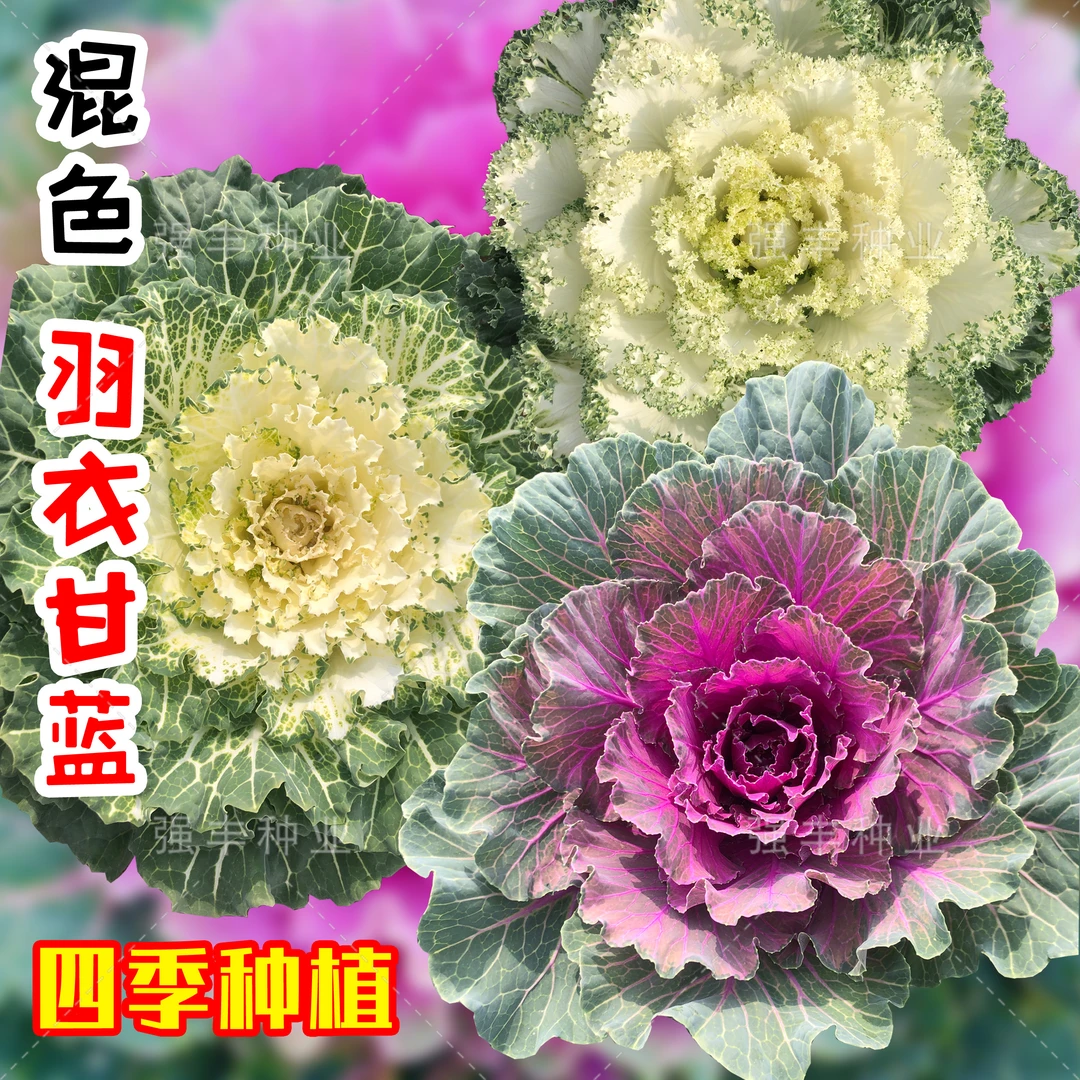 (新客立减)多彩羽衣甘蓝种子混色羽衣甘蓝种籽春季秋冬季四季蔬菜