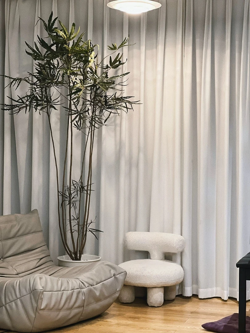 孔雀木 网红名贵观叶绿植高级室内净化空气室内植物