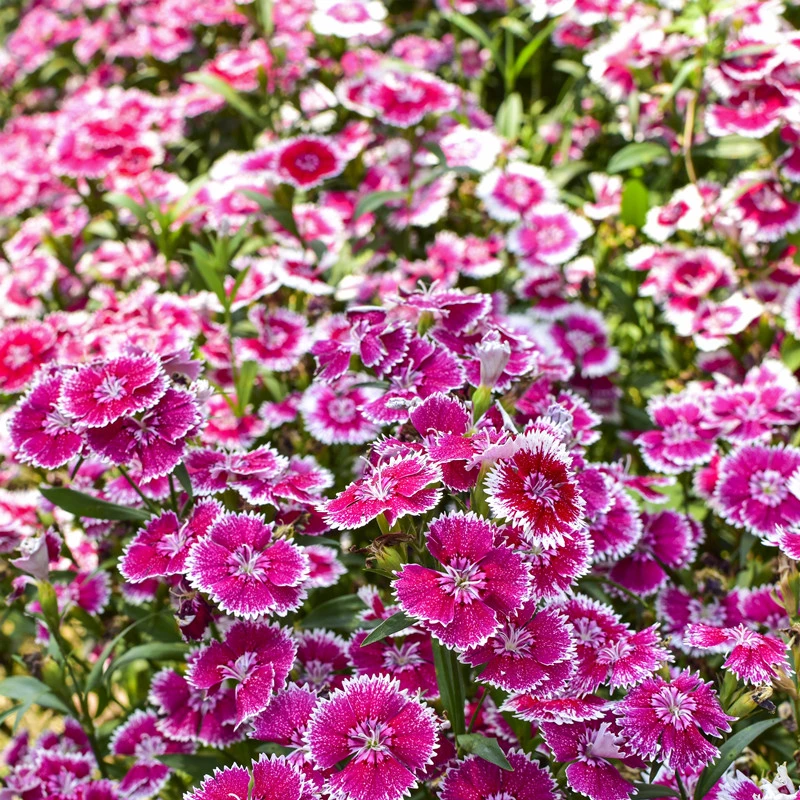 【新疆包邮】1000粒多年生欧五彩石石竹花种籽子竹四季开花播种室外