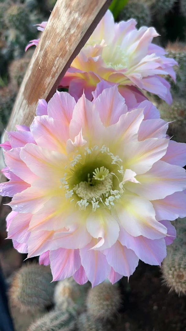 彩草萨苏3-4公分自根