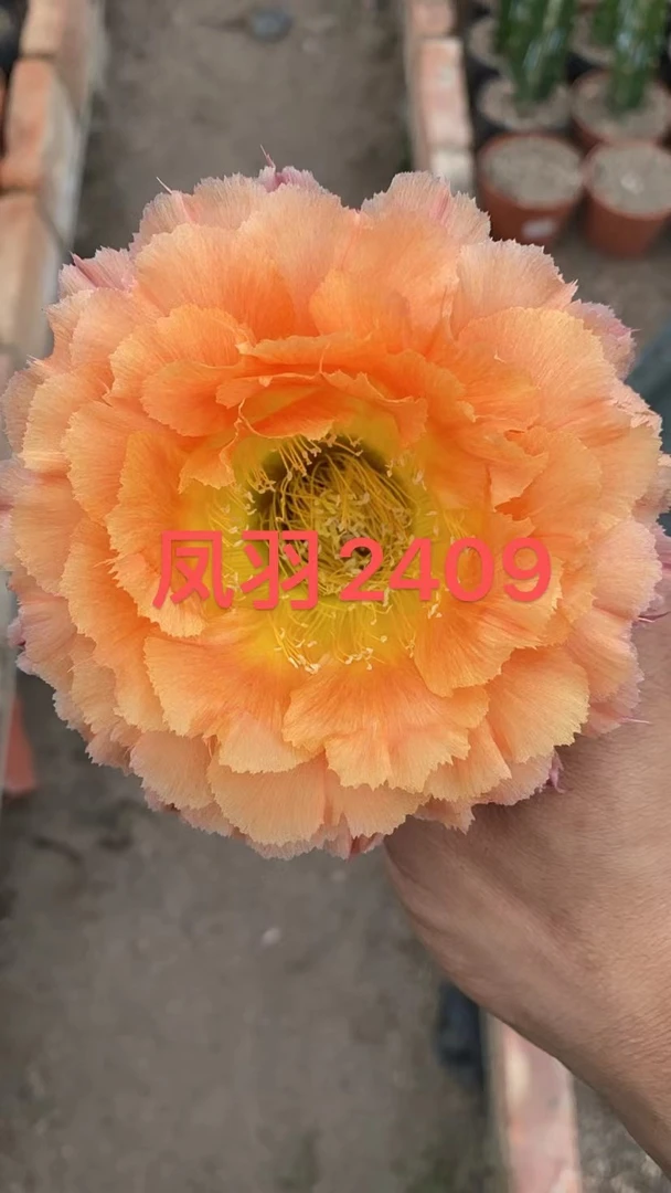 凤羽2409号3-4公分侧芽