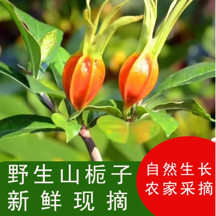 湖北新鲜栀子果药用黄栀子山栀子中药材食用泡茶