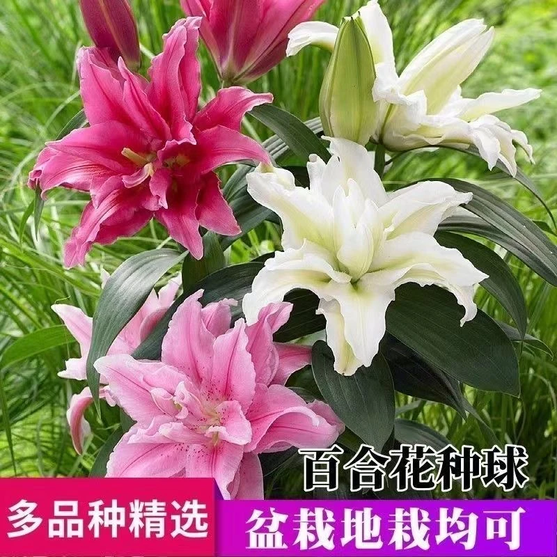香水百合花种球浓香型百合种球盆栽花卉绿植耐寒植物大花种植栽培
