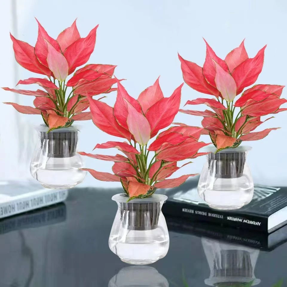 吉利红净化盆栽花卉如意皇后水土培植物好养易活室内红色绿植盆栽