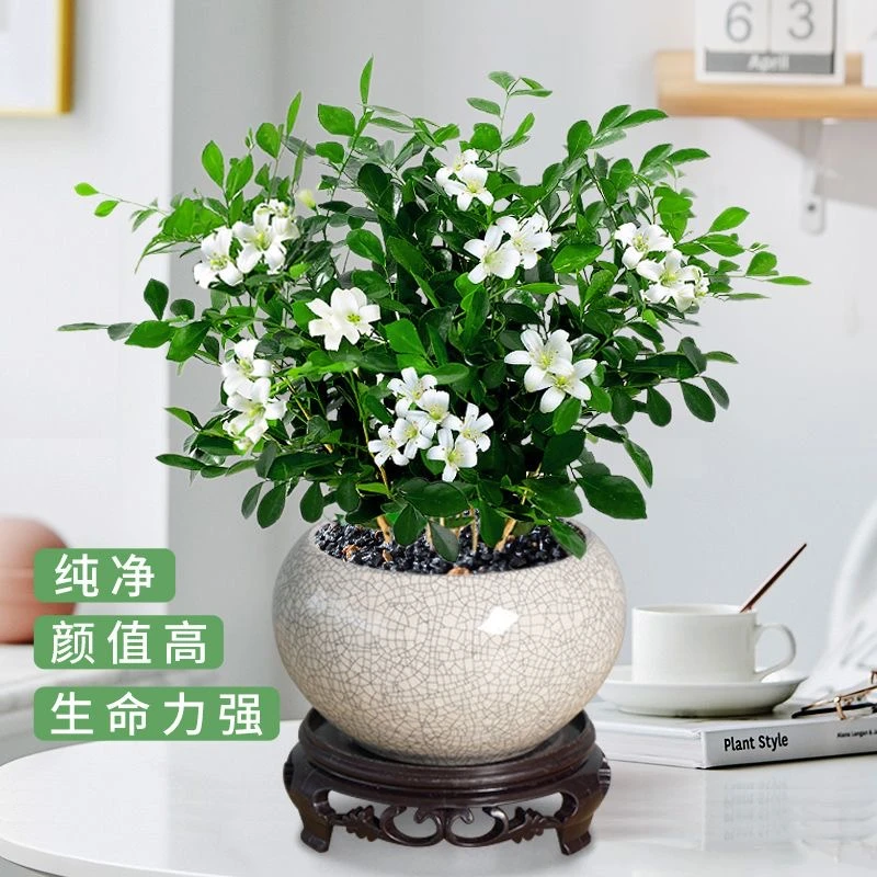 九里香盆栽花苗四季开花耐寒花卉绿植耐热植物九里香盆栽九里香花