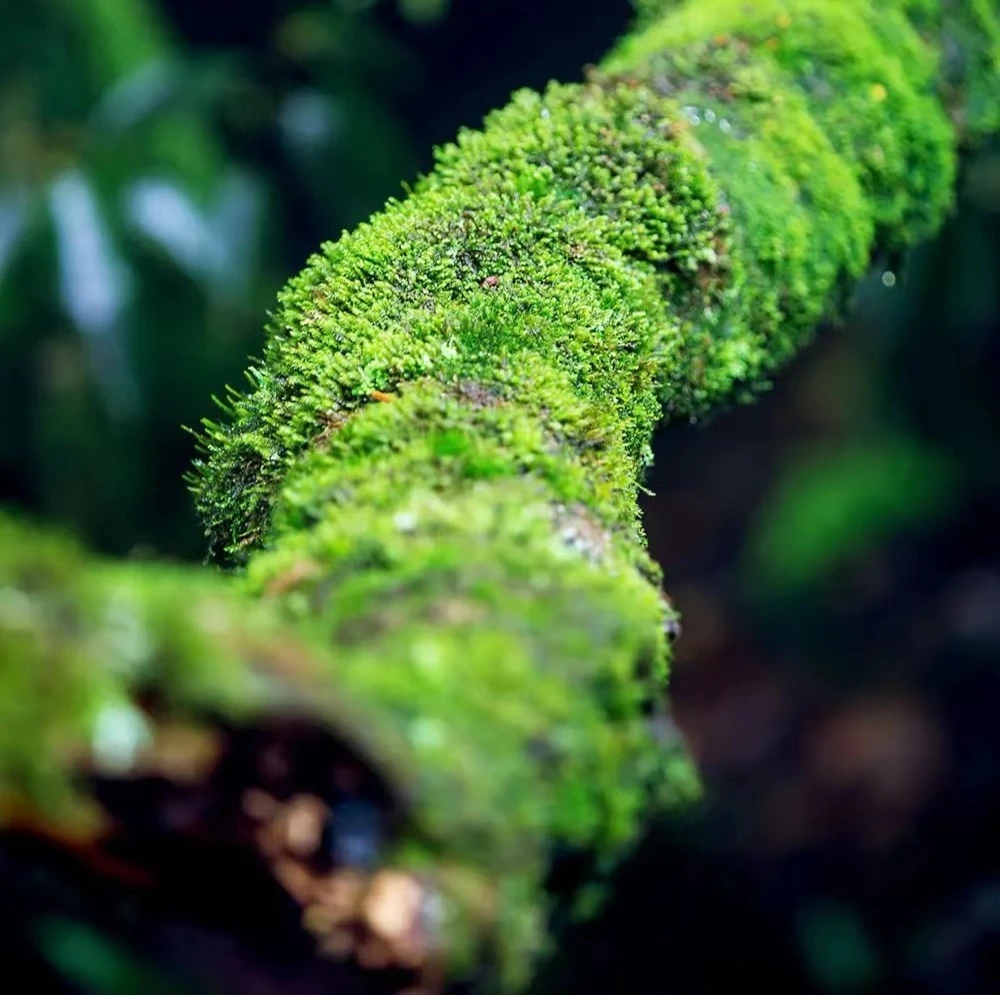云南腾冲原生态鲜苔藓（临时链接   请勿拍）