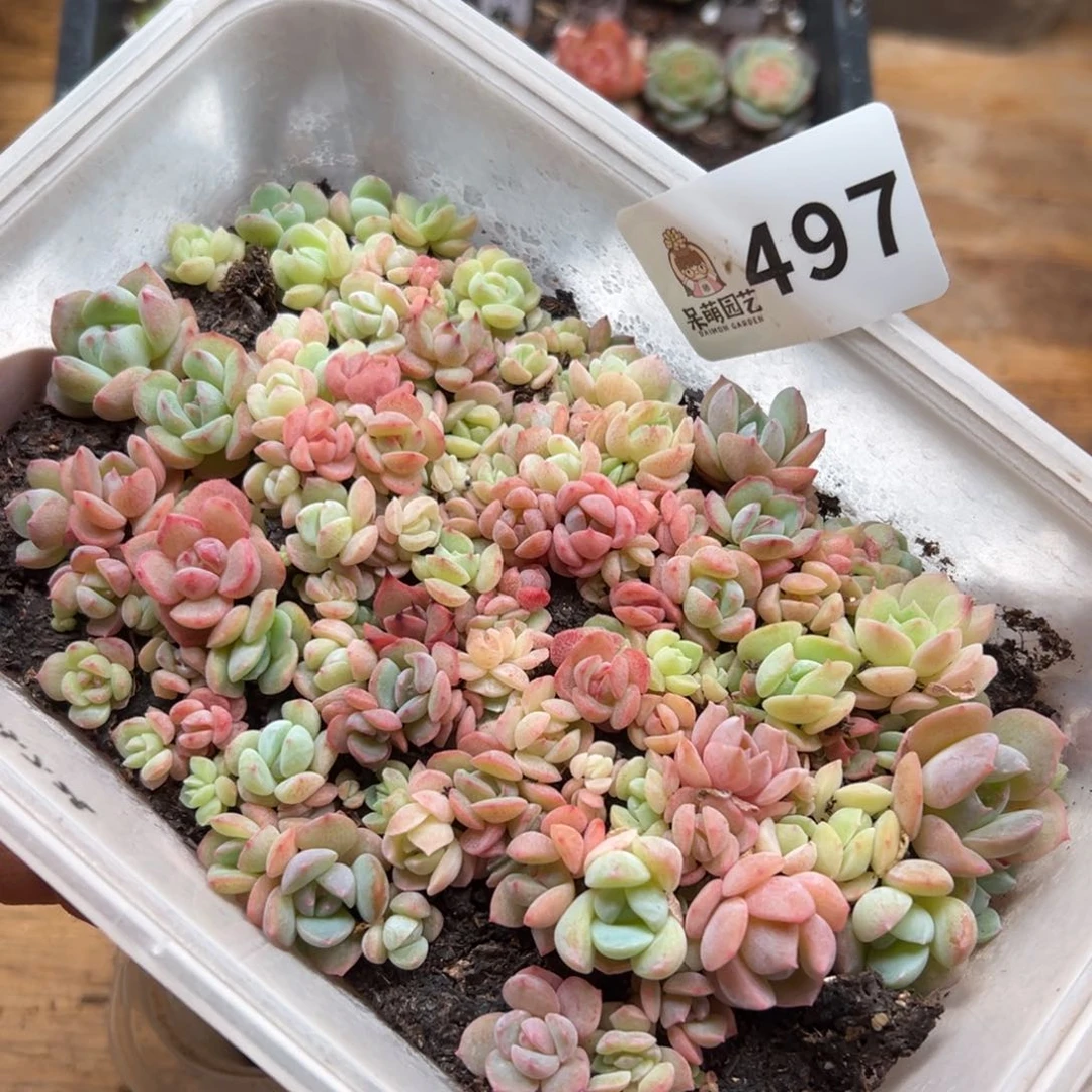 多肉植物多肉植物