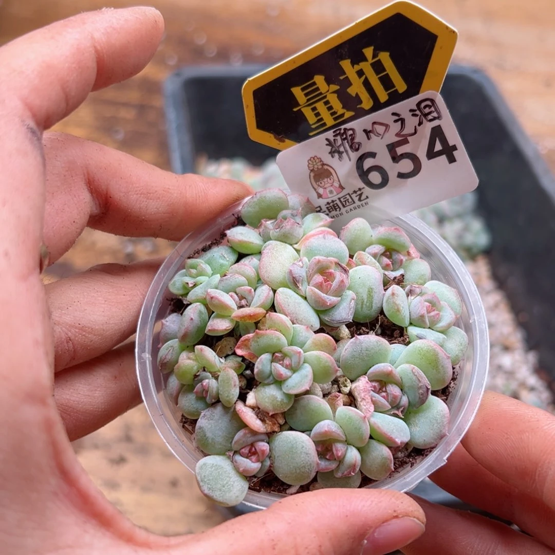 多肉植物多肉植物