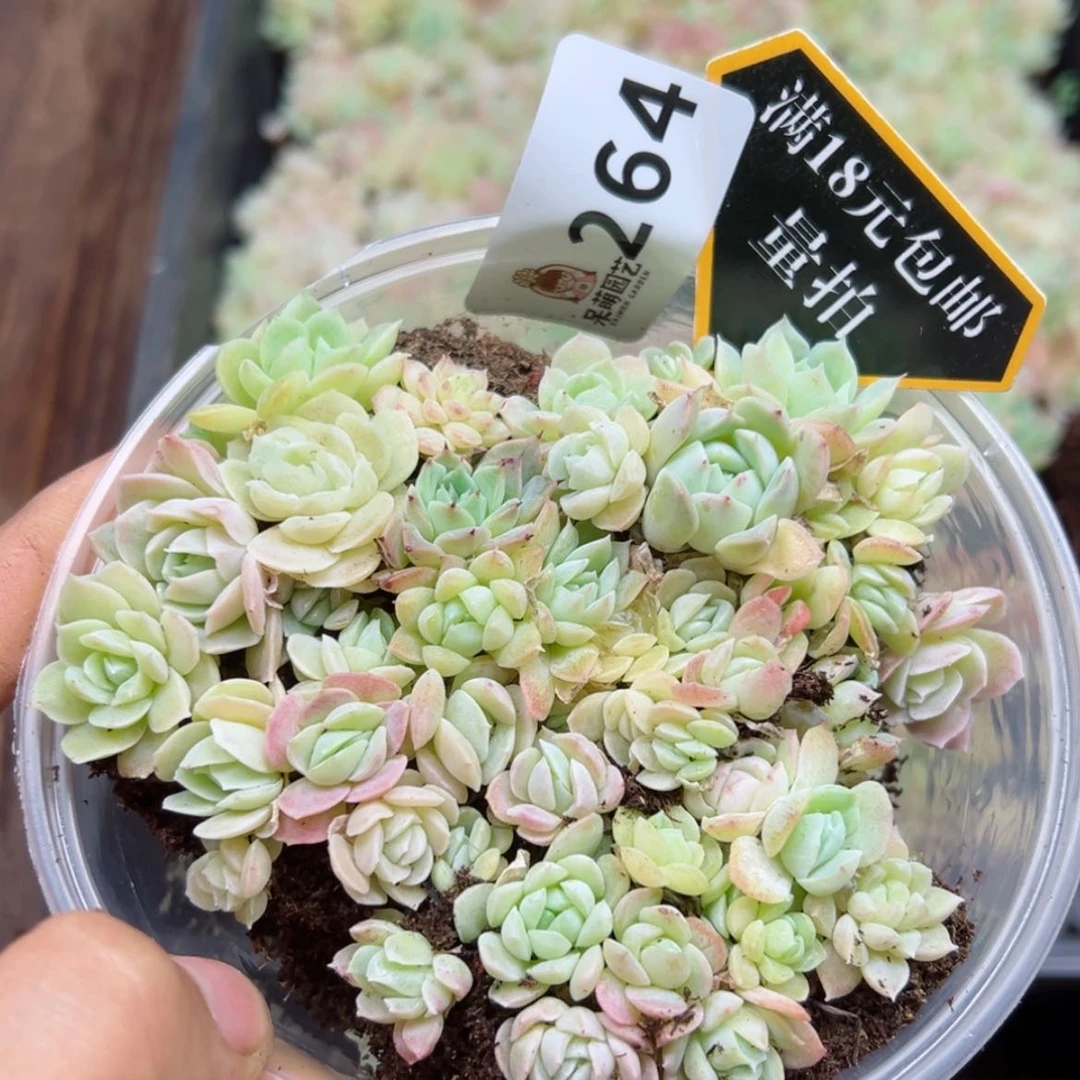 【闪购商品】多肉植物