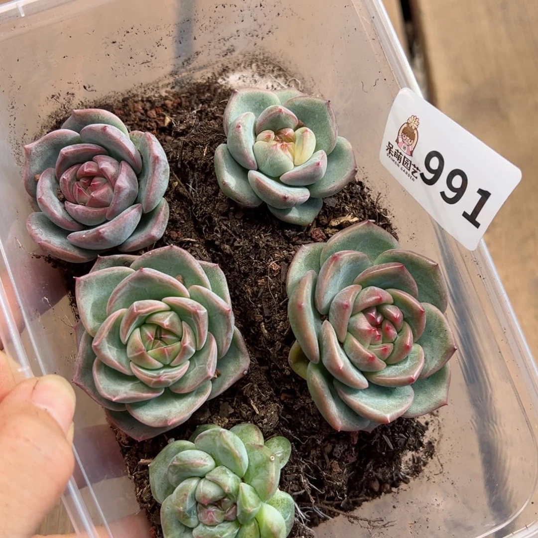 多肉植物多肉植物
