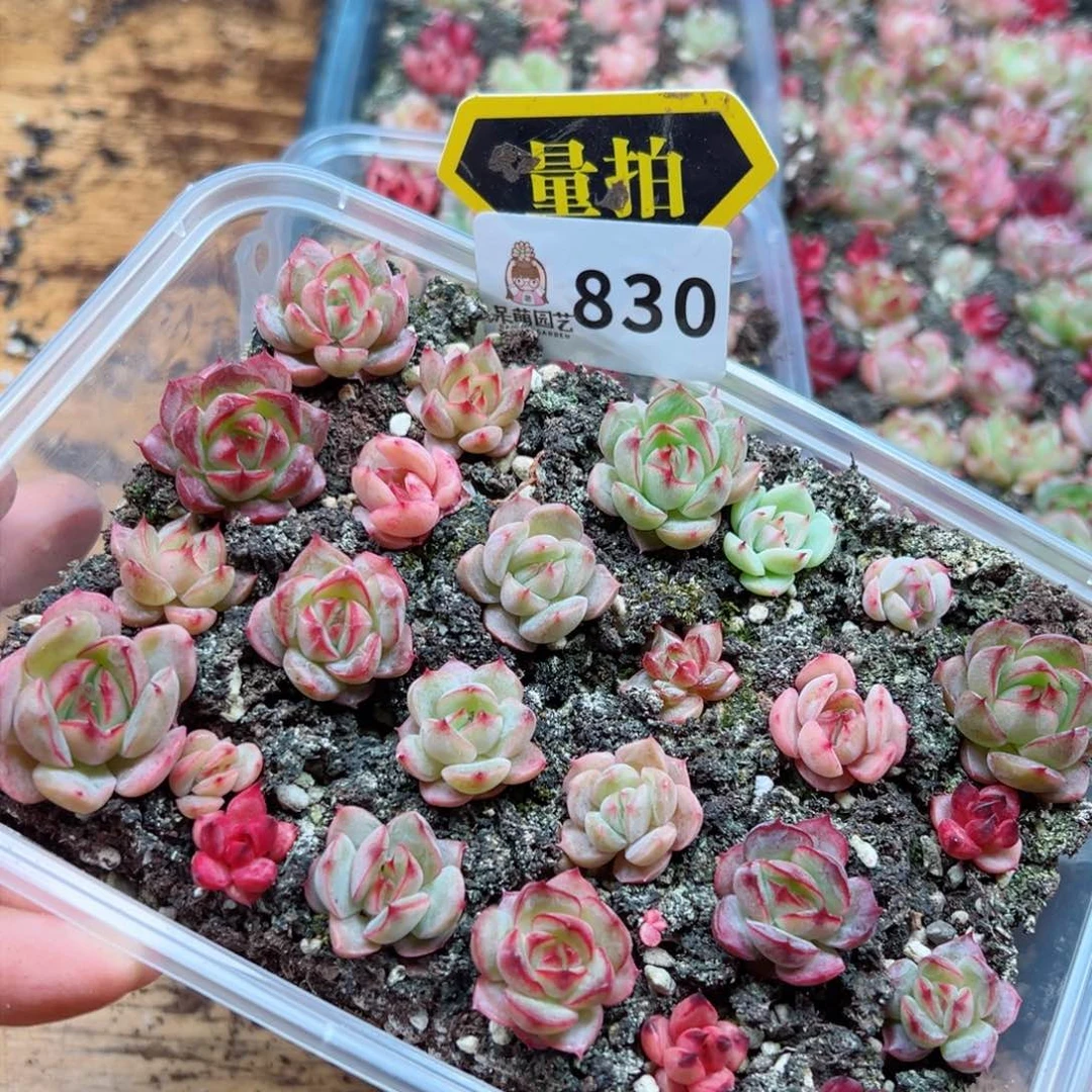 多肉植物多肉植物