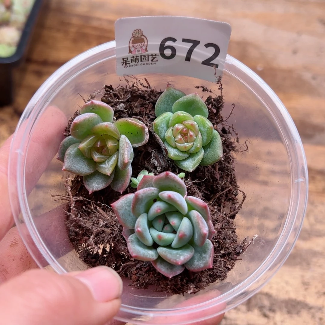 Y*C多肉植物多肉植物