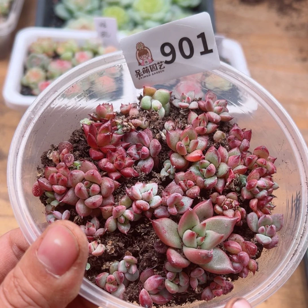 多肉植物多肉植物