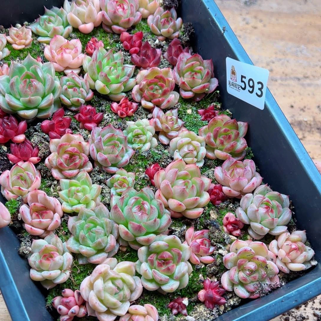 小**?多肉植物多肉植物