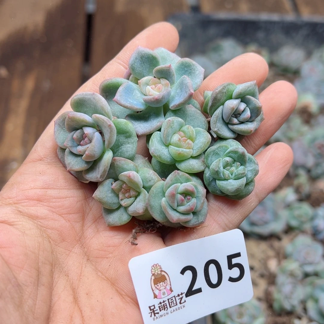 多肉植物多肉植物