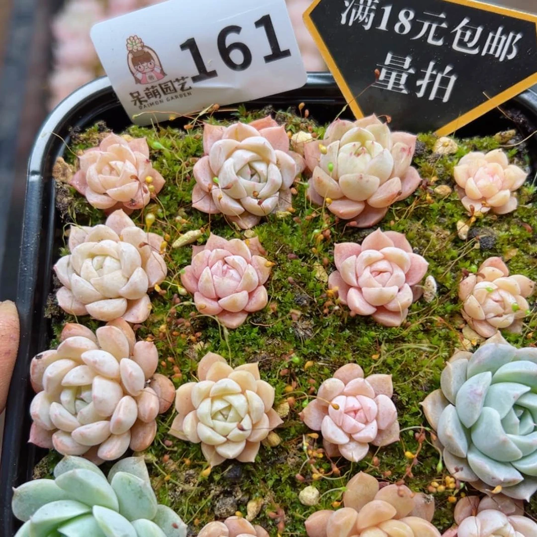 【闪购商品】多肉植物