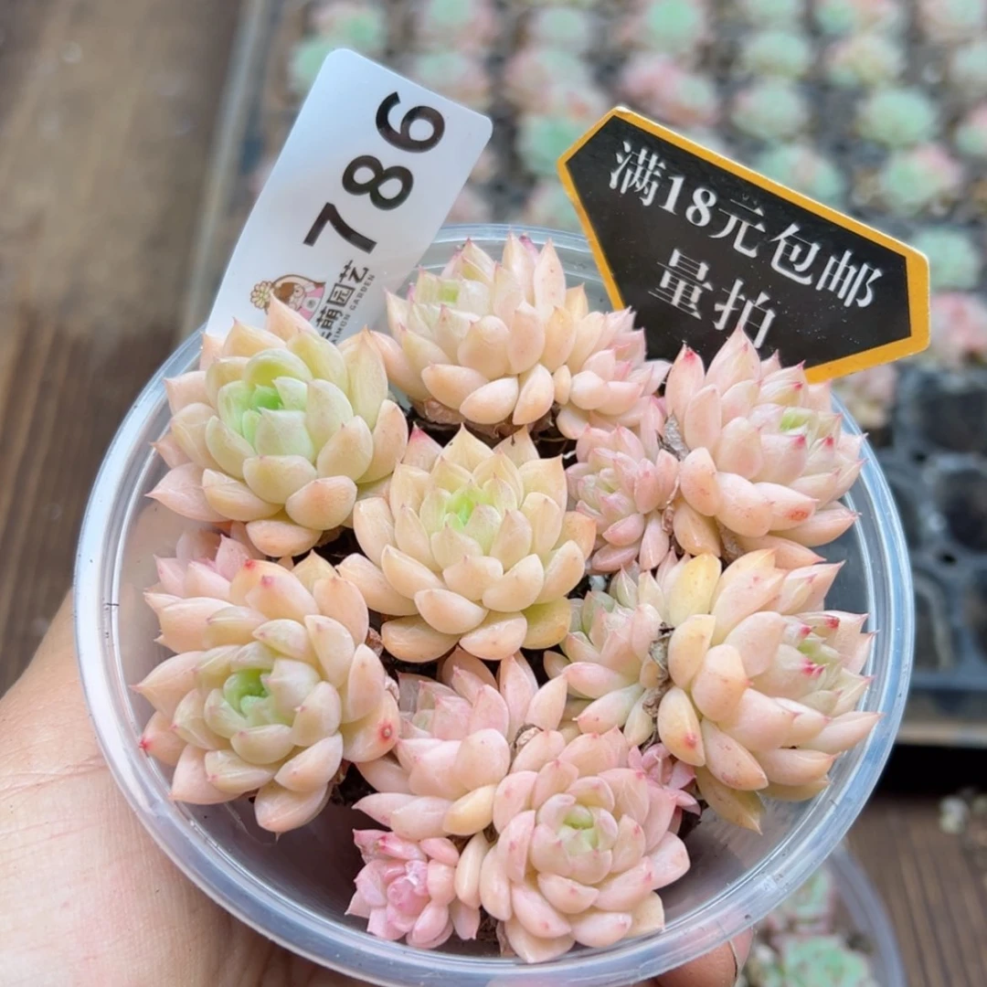【闪购商品】多肉植物