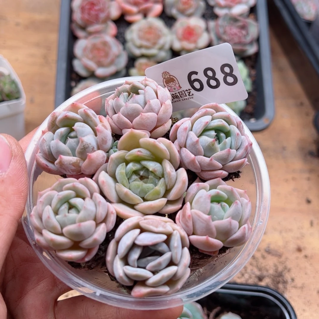 多肉植物多肉植物