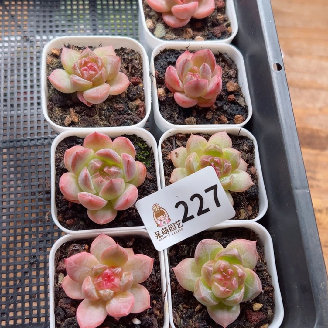 荣*多肉植物多肉植物