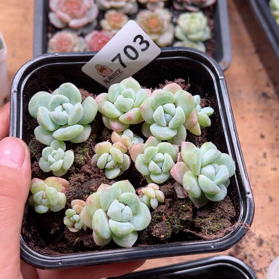 多肉植物多肉植物