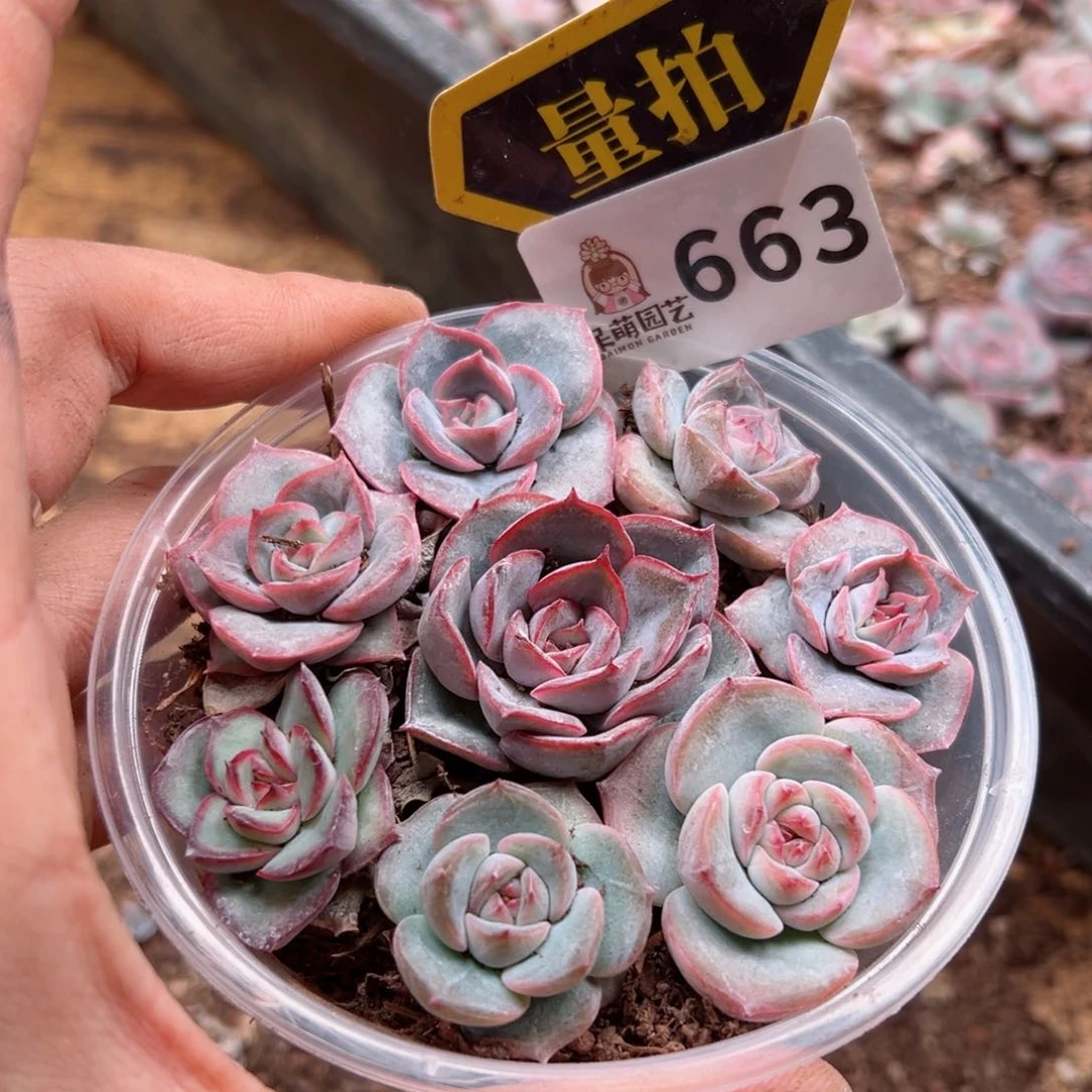 多肉植物多肉植物