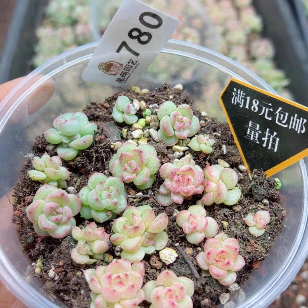 【闪购商品】多肉植物