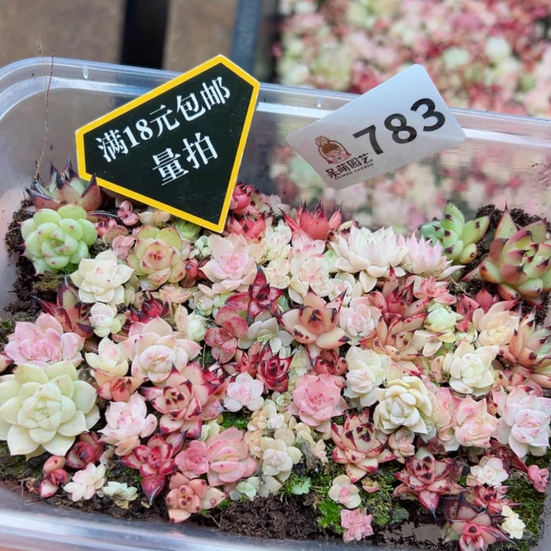 【闪购商品】多肉植物