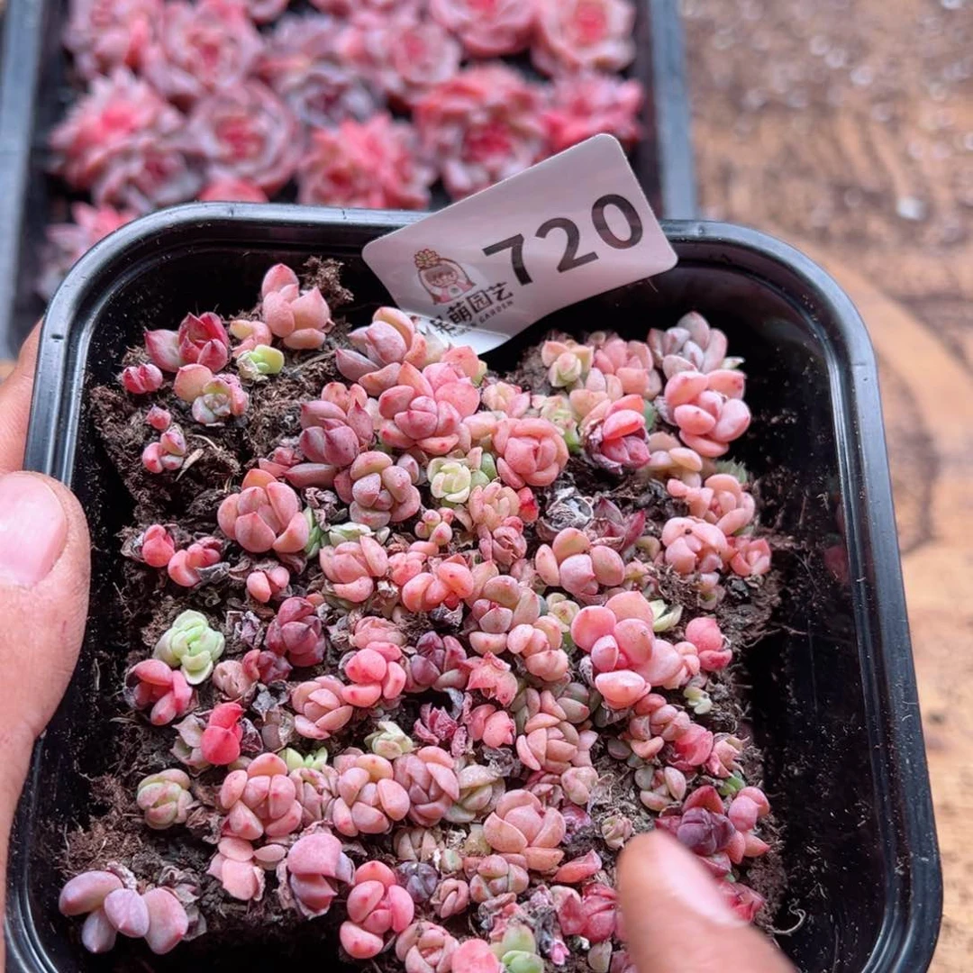 多肉植物多肉植物