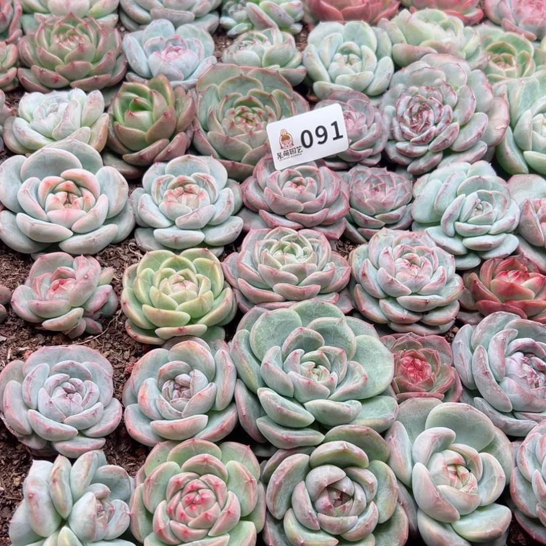 陈*太多肉植物多肉植物