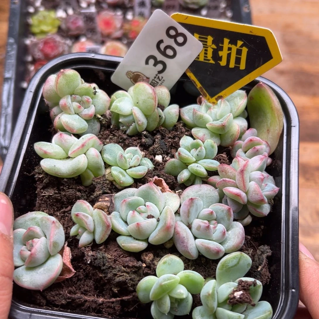 多肉植物多肉植物