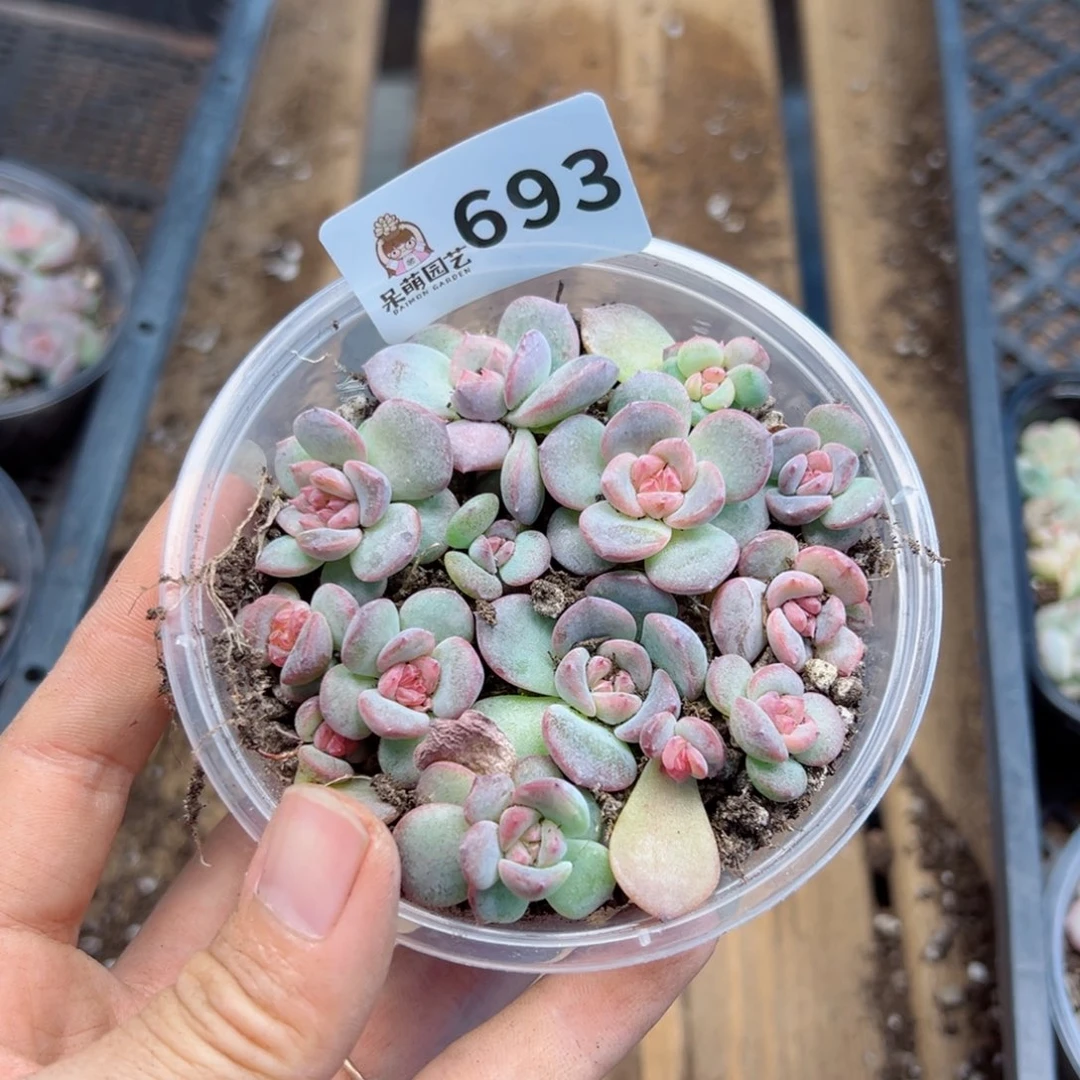 多肉植物多肉植物