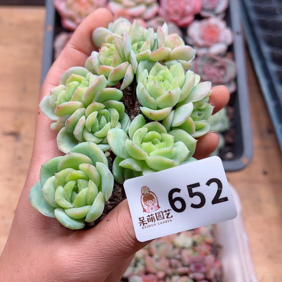 多肉植物多肉植物