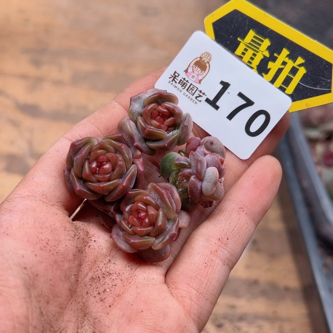 多肉植物多肉植物