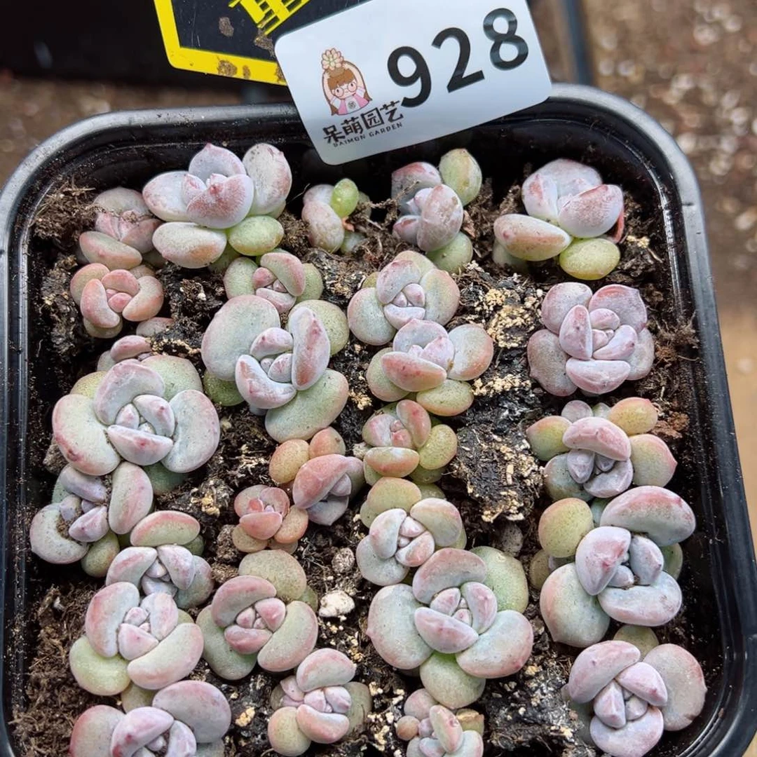 多肉植物多肉植物