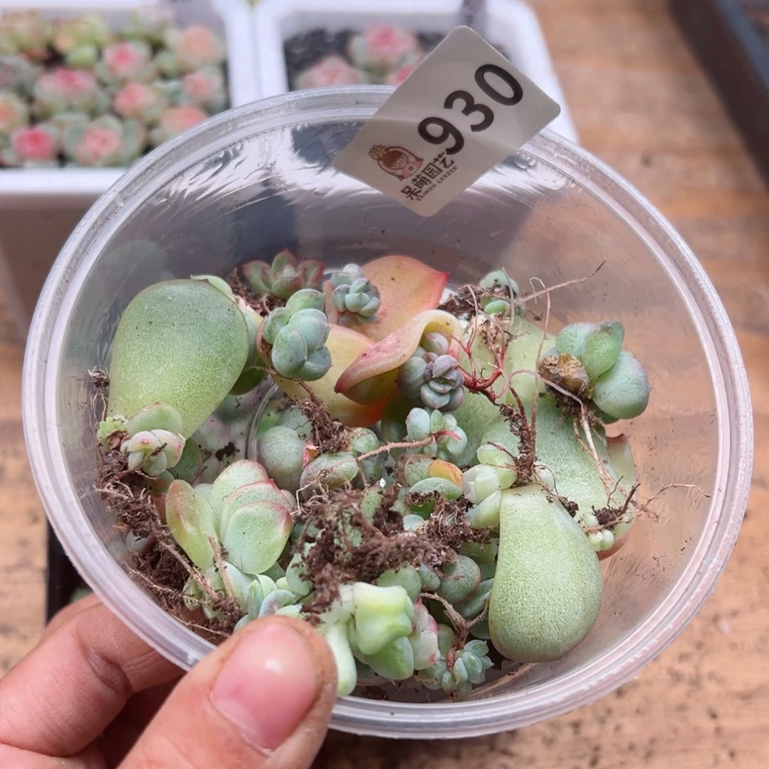 豆*多肉植物多肉植物