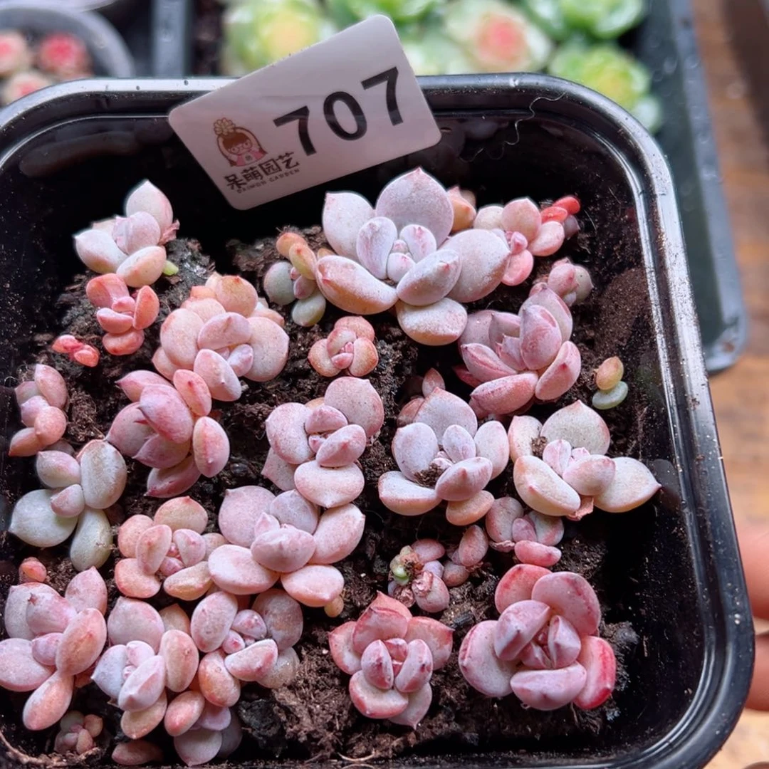 多肉植物多肉植物