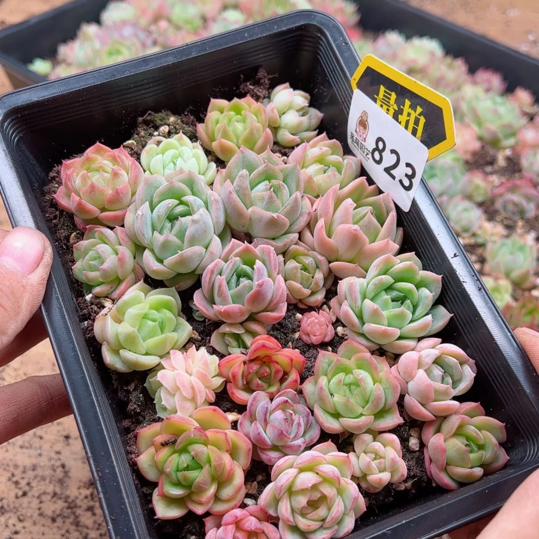 多肉植物多肉植物