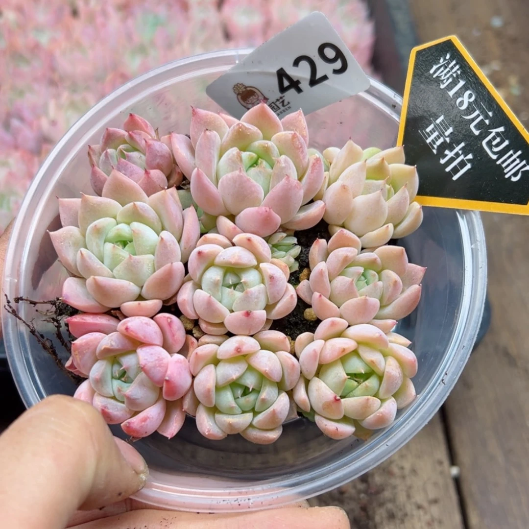 【闪购商品】多肉植物