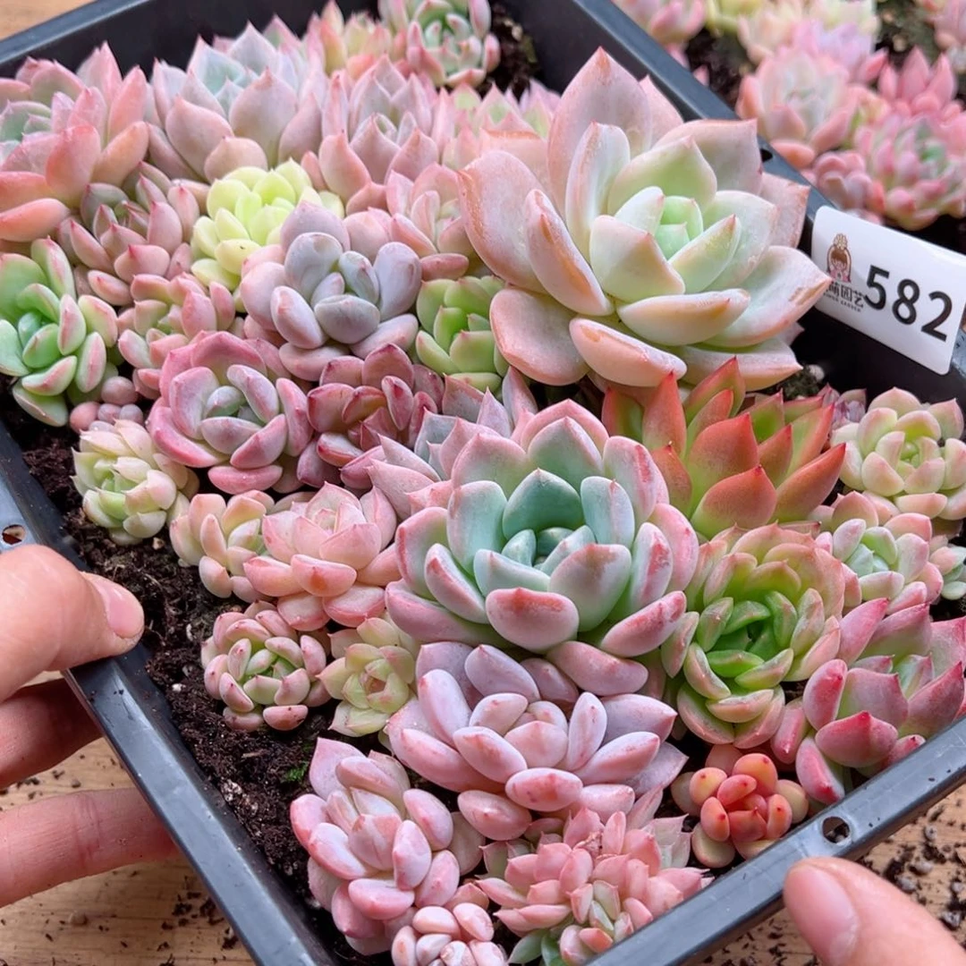 静****6多肉植物多肉植物