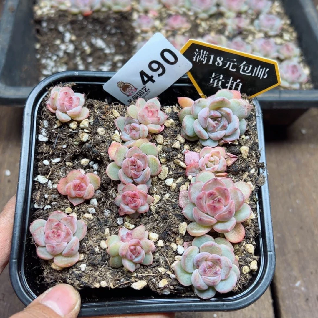 【闪购商品】多肉植物