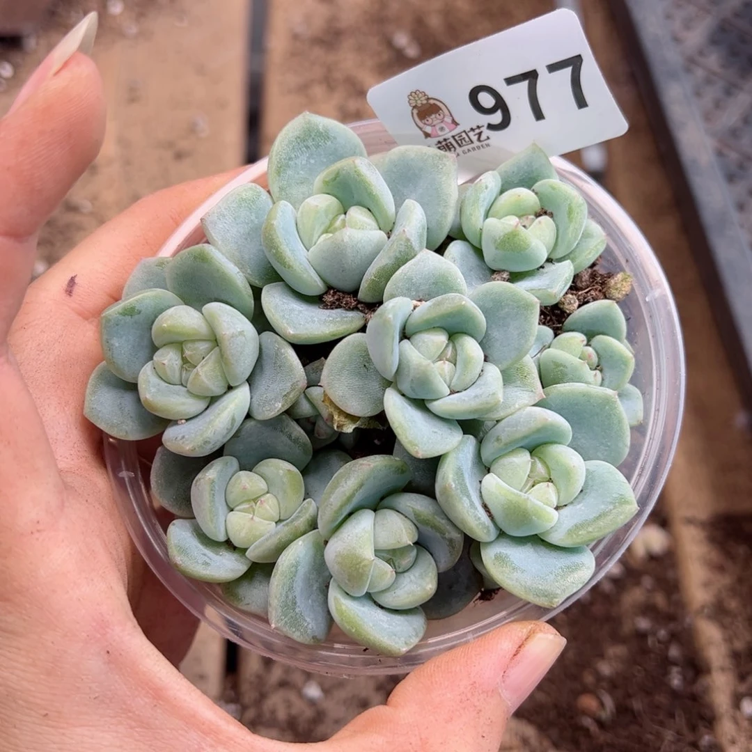 多肉植物多肉植物