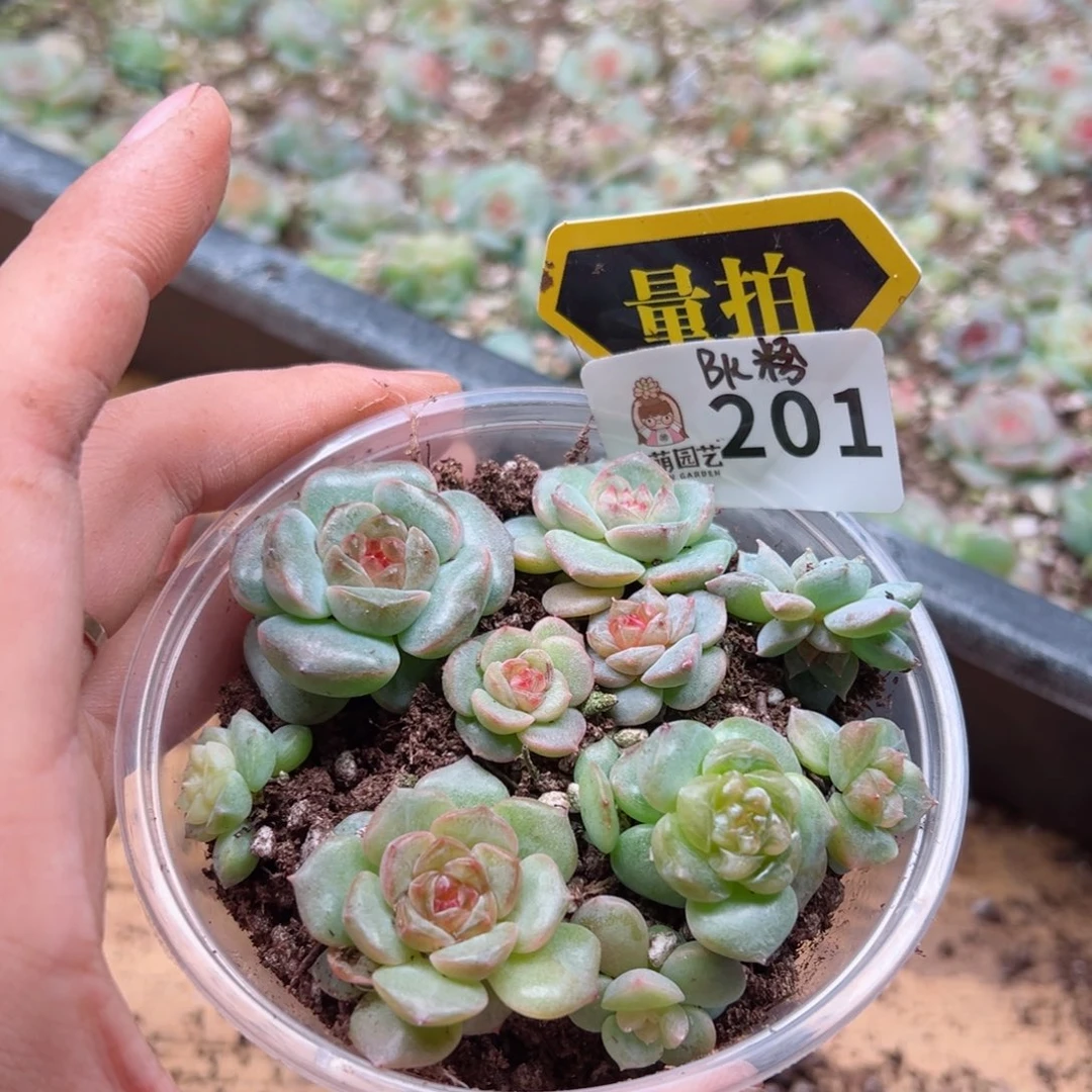 多肉植物多肉植物