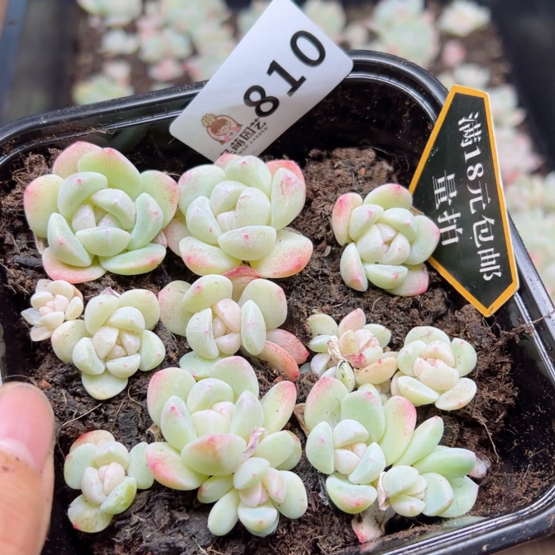 【闪购商品】多肉植物